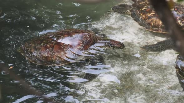 Lot of Giant Sea Turtles Swim Underwater and Eat Algae Natural Aquarium Zanzibar