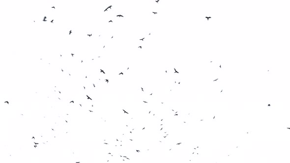 A Flock Of Birds In The White Sky, Crows Circling.