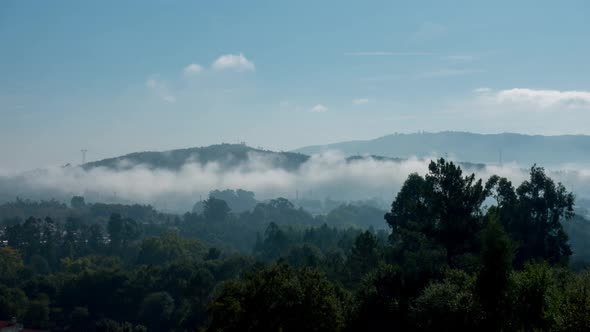Morning Fog in Forest