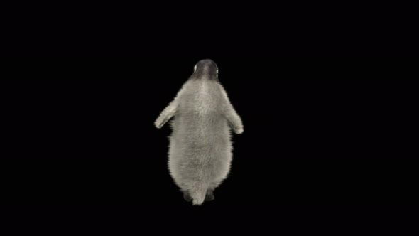 Penguin Dancing 4K