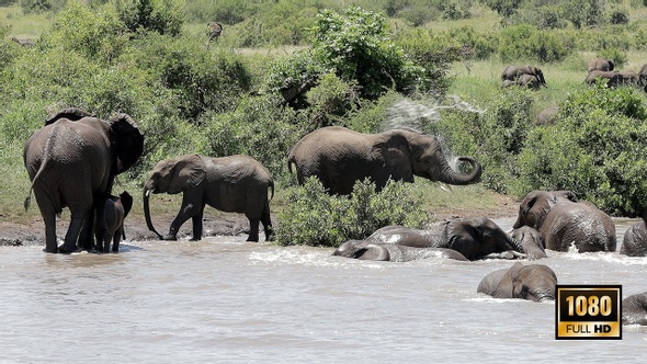 Large African Elephant Herd Go Swimming