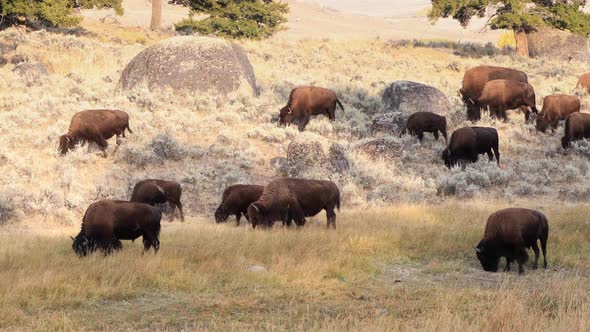 Bison in Yellowstone National Park