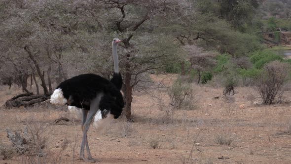 Struthio camelus ostrich, Kenya Africa