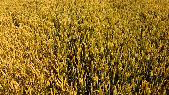 Wheat Field. Ears of Golden Wheat Close Up. 