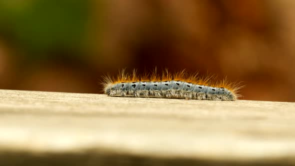 Extreme macro close up and extreme slow motion of a Western Tent Caterpillar moth walking on a wood