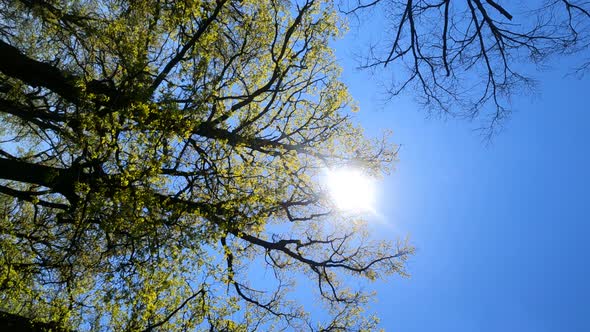 Vertical Video of the Forest in the Spring on a Sunny Day