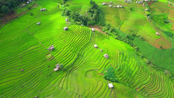 Aerial view of agriculture in rice fields for cultivation