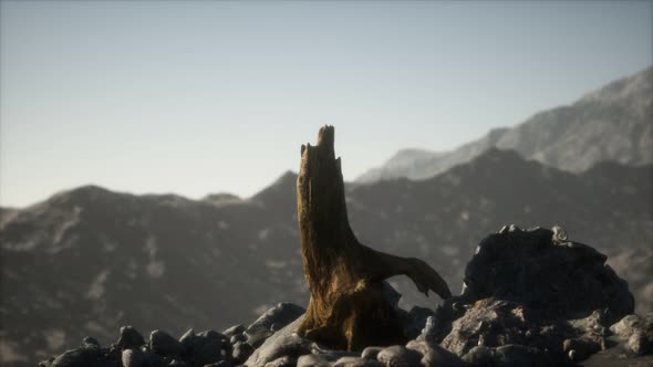 Dead Pine Tree at Granite Rock at Sunset