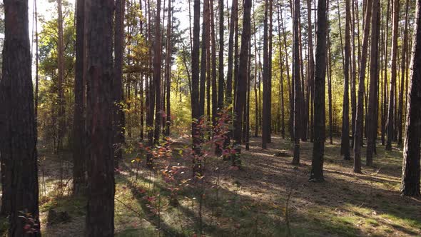 Forest with Trees in an Autumn Day