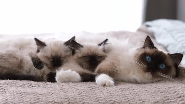 Ragdoll Cat with Kittens at Home