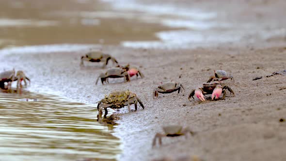 Neohelice granulata crabs crawl by water line on beach, ground view