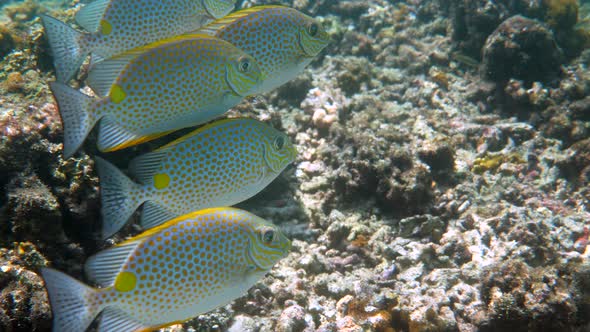 Underwater Video of Golden Rabbitfish or Siganus Guttatus School in Coral Reef of Thailand