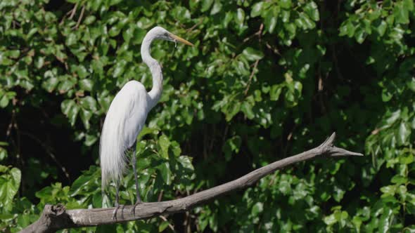 A wild western great egret, ardea alba egretta perched on tree branch, enjoying the breeze under the