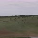 A Small Herd of Horses on a Cloudy Day Framed with a Drone - VideoHive Item for Sale