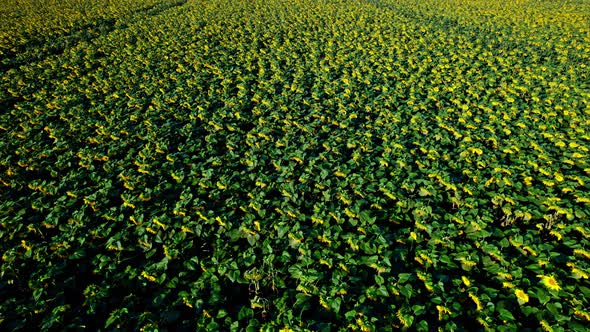 Flying Over Sunflower Fields