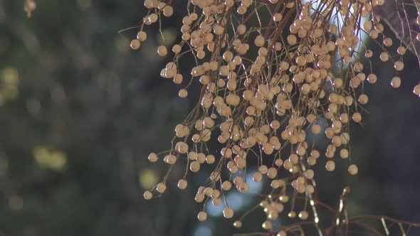 Melia Azedarach Fruits