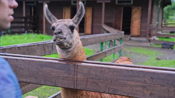 Brown Lama in Zoo