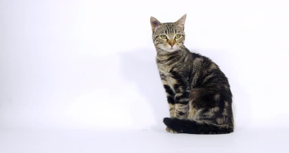 Brown Tabby Domestic Cat, Pussy sitting On White Background, Slow Motion 4K