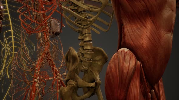 Animated 3D Human Anatomy Illustration alt