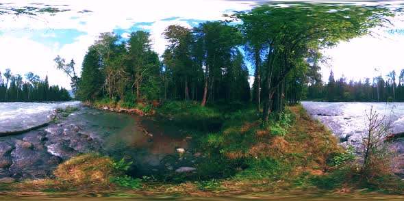 360 VR Virtual Reality of a Wild Forest