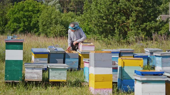 Beekeeper holding frame with honey bees