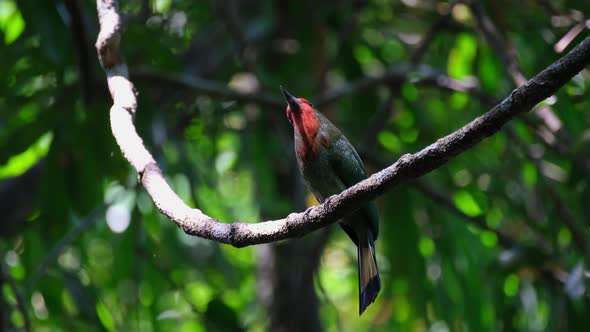 Seen looking up as the camera zooms out, Red-bearded Bee-eater Nyctyornis amictus, Kaeng Krachan Nat