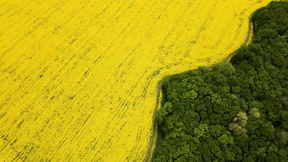 Bird's Eye View From a Drone of a Passing Canola Crop