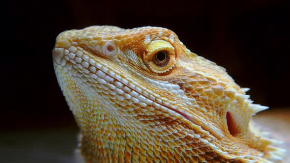 Portrait of a Yellow Iguana