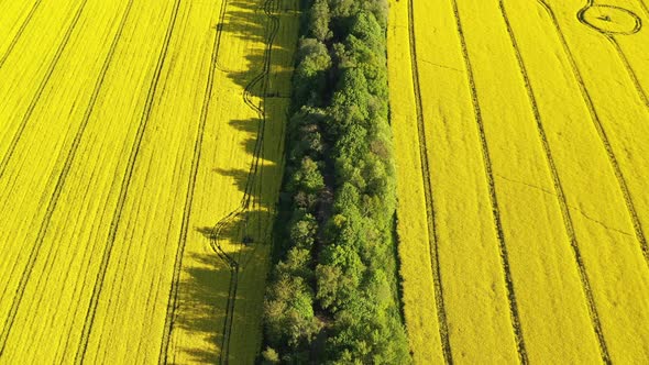 The road between the rapeseed fields in the summertime