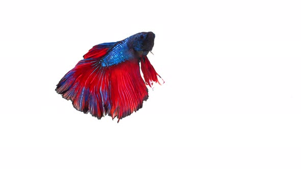 Siamese fighting fish (Betta splendens)