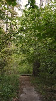 Vertical Video Forest with Trees in the Fall