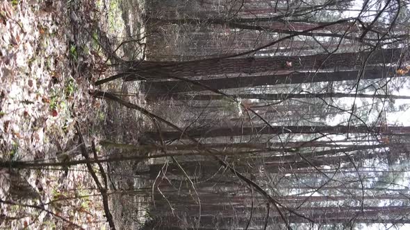 Vertical Video of Trees in a Pine Forest Slow Motion