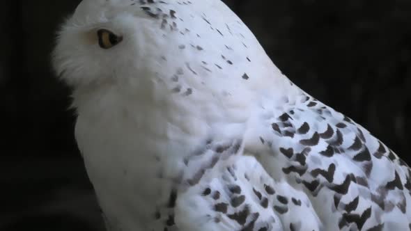 Snowy Owl Close Up