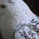 Snowy Owl Close Up - VideoHive Item for Sale