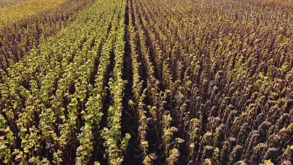 drone flight over a corn field. Agronomy. Drone view.