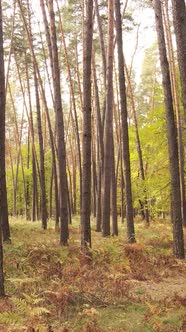 Vertical Video Autumn Forest By Day