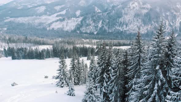 Breathtaking Winter Scenery of Snow Covered Evergreen Forest with Mountains in the Background During