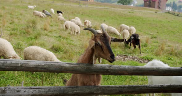 Close Up. Goat with His Head Out Through Wooden Fences