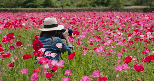 Woman take photo on poppy flower garden