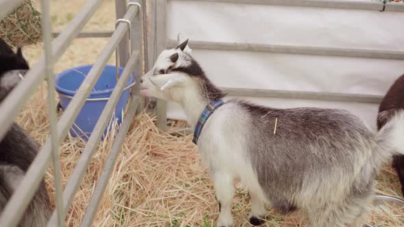 An Alpine Goat Kid At The Ranch Munching Its Food - high angle shot