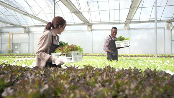 4K Man and woman gardener working together in organic hydroponic  vegetables garden.