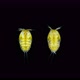 Crustacea of Family Peltidiidae Under the Microscope Harpacticoida Order - VideoHive Item for Sale