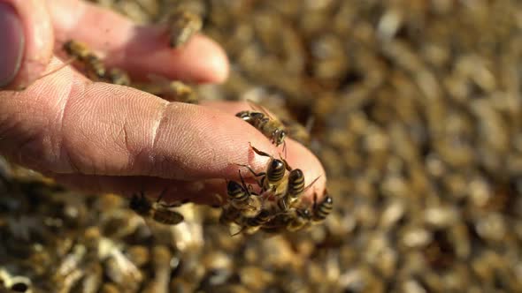 Beekeeper is working with bees and beehives on the apiary. Bees on honeycomb.