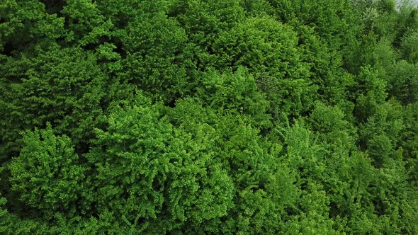 Drone's Eye View  Forrest From Above Aerial Top Down Green Forest Background Caucasus Russia