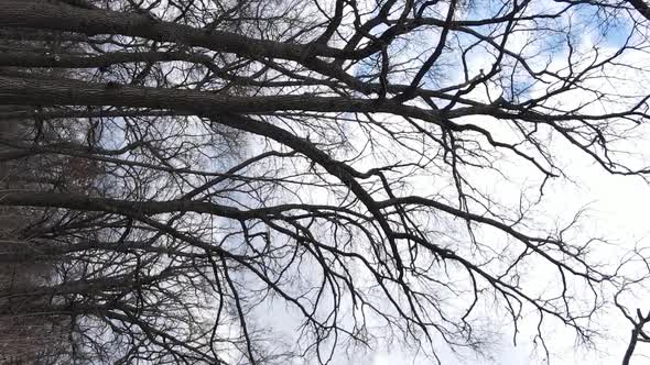 Vertical Video of the Forest with Trees Without Leaves Slow Motion