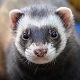 Ferret
