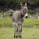 Donkey