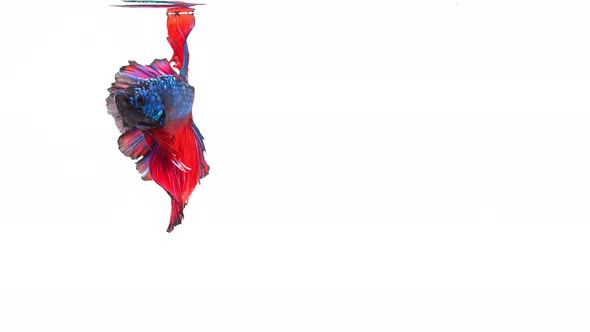 Siamese fighting fish (Betta splendens) alt