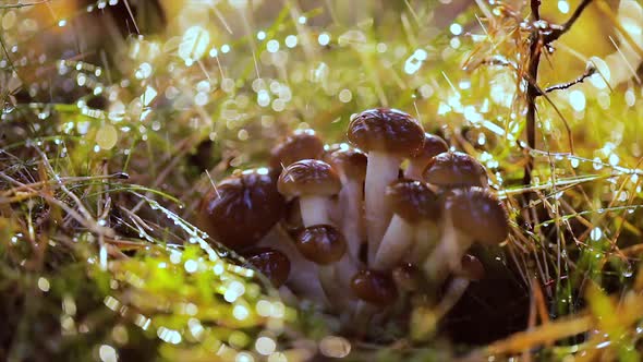 Armillaria Mushrooms of Honey Agaric In a Sunny Forest in the Rain