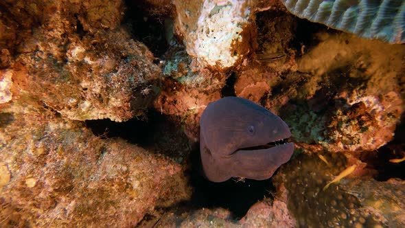 Underwater Giant Moray